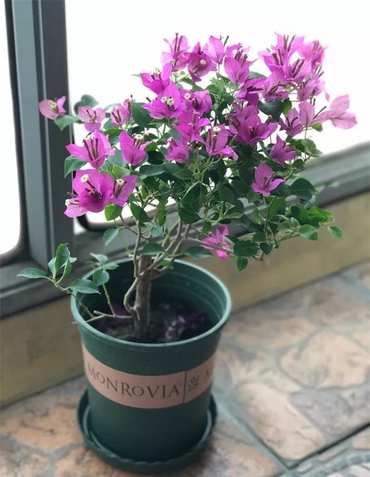 刚到家的花很好没多久就黄叶,买回来的花很快就蔫的原因