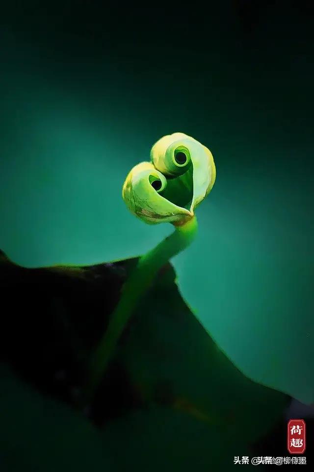 荷花怎么拍出高级感的照片航拍,荷花怎么拍出高级感的照片