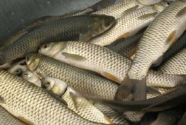 养殖项目一万元在农村能养殖什么,农村养殖致富5大项目推荐