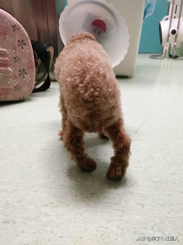 泰迪犬的寿命能达到20岁吗,泰迪犬未生育会影响寿命吗