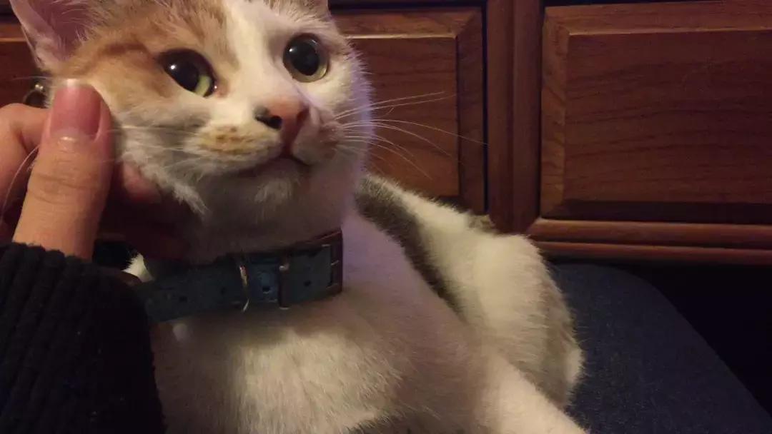 猫咪为了躲主人跑笼子,猫咪为食物躲在角落瑟瑟发抖