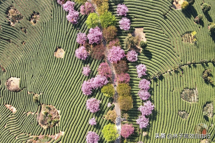 千亩茶山，十里樱花，永福樱花正值颜值巅峰，看完这篇绝不踩坑