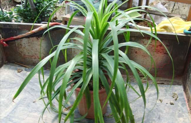 怎样能让龙血树多发杈,怎样让龙血树长侧枝