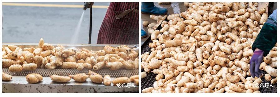 贵州道地药材天麻,道地药材天麻之乡