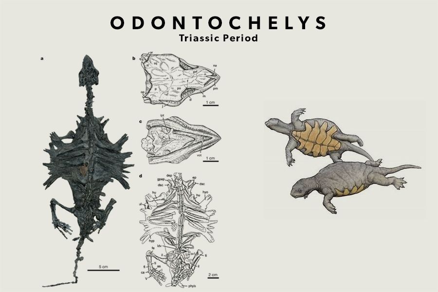 有壳的动物有哪些,有壳的动物有哪些呢