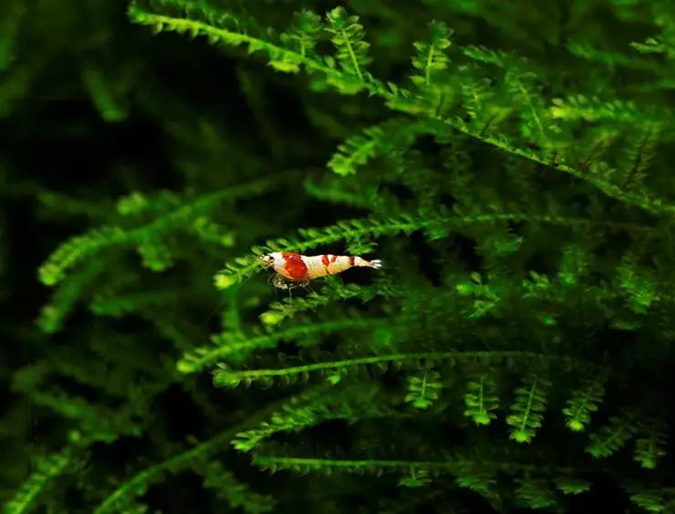 养草缸需要爆藻嘛,养草缸容易爆缸