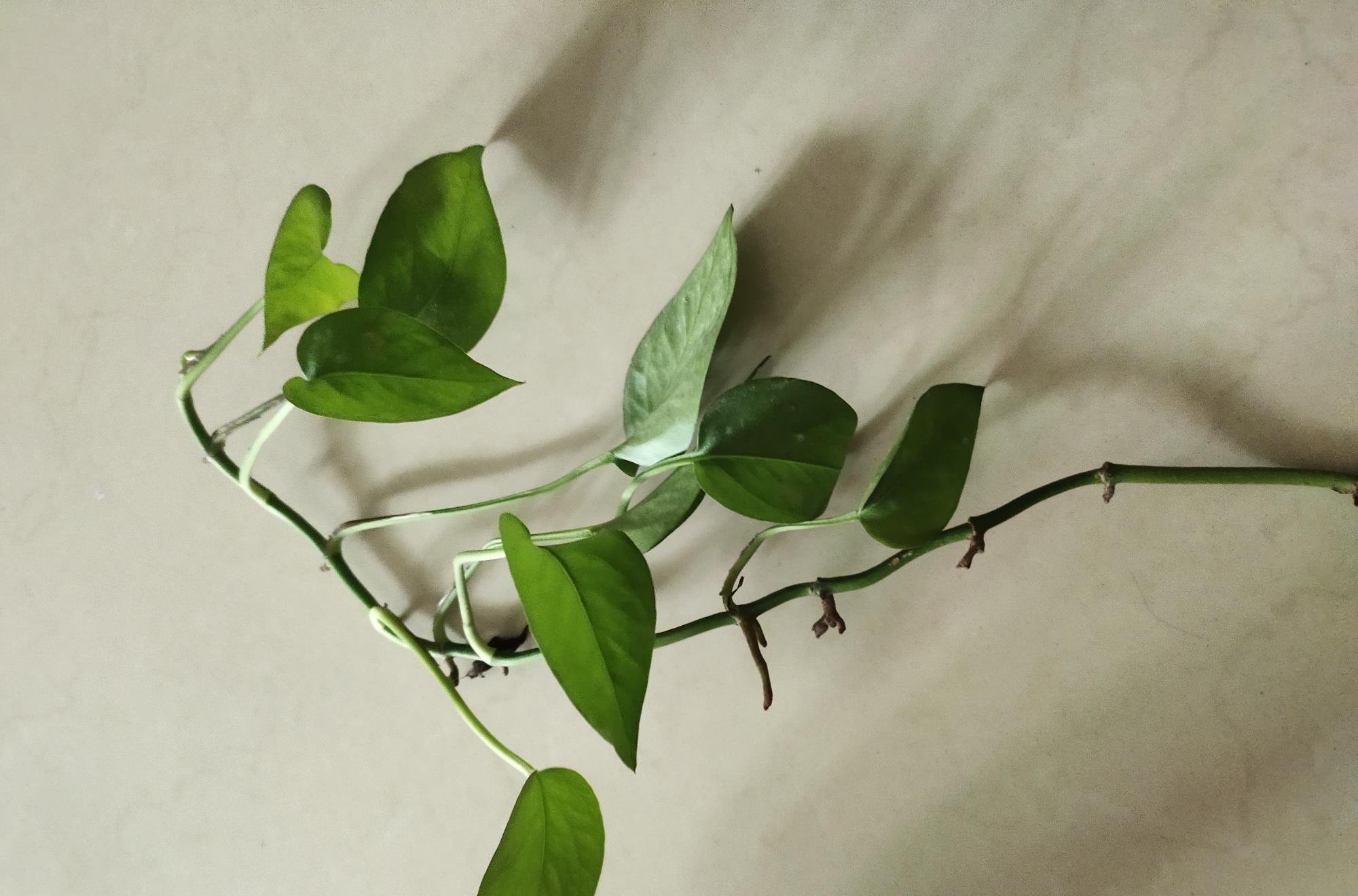 如何保持绿萝的叶子长得更旺盛,绿萝叶片巴掌大