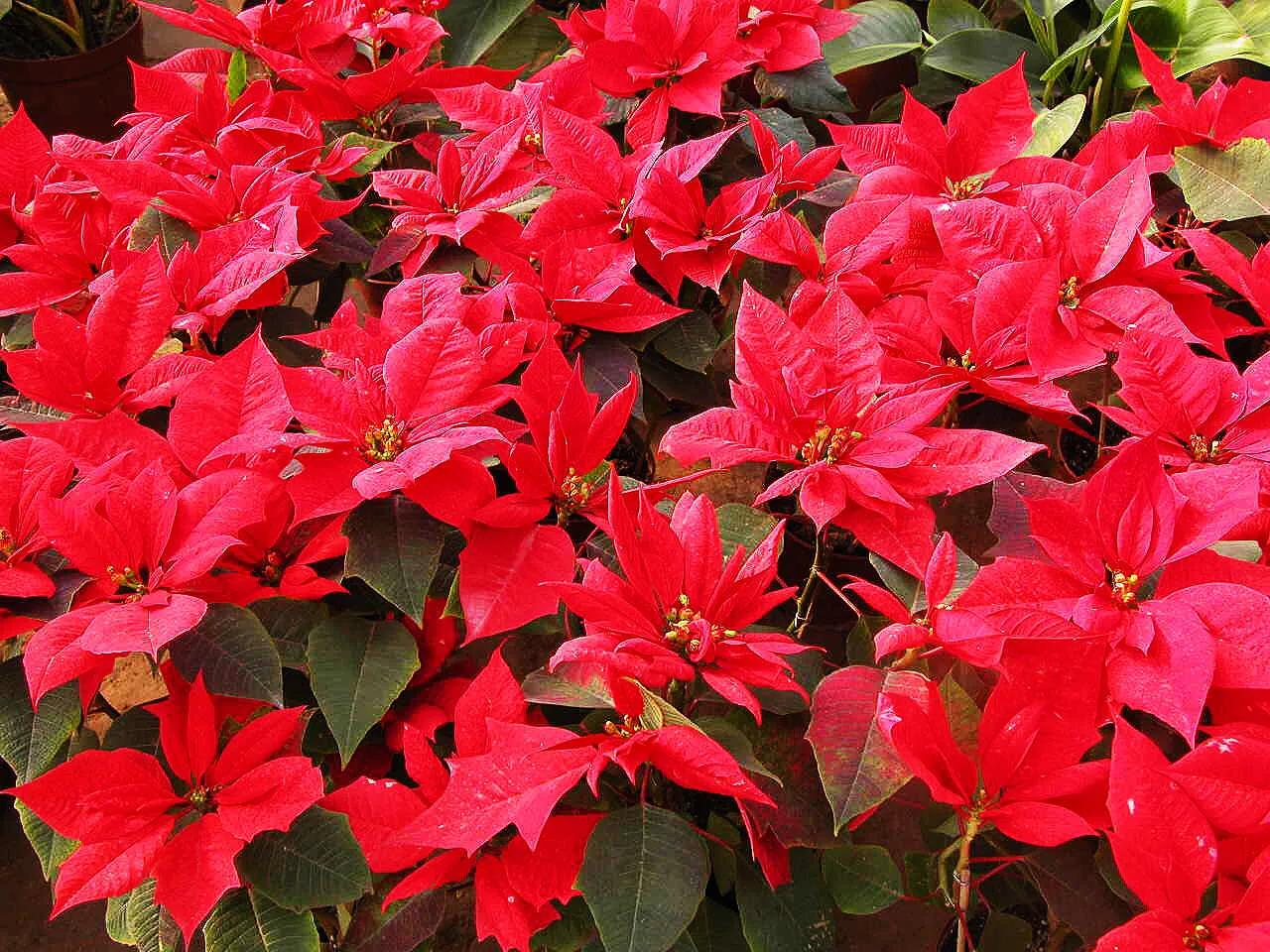 花大色艳的花卉,中国红花花卉大全