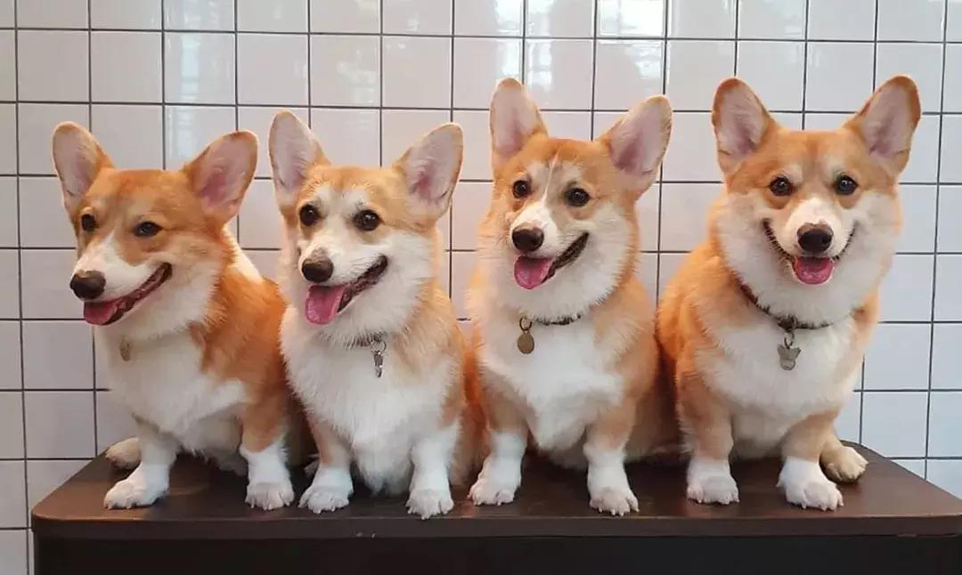 如果要找工作，你家傻狗除了卖萌还能干什么？