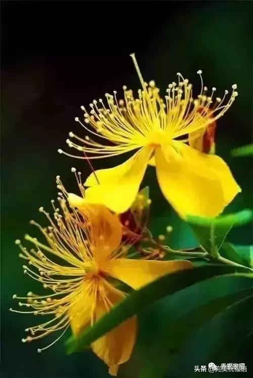 正月初九祝愿大家好运长长久久,正月初九最美好的祝福送给友友们