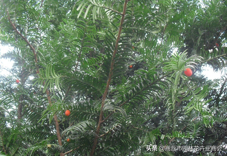 红豆杉叶子发黄是什么原因引起的,红豆杉叶子发黄了怎么回事