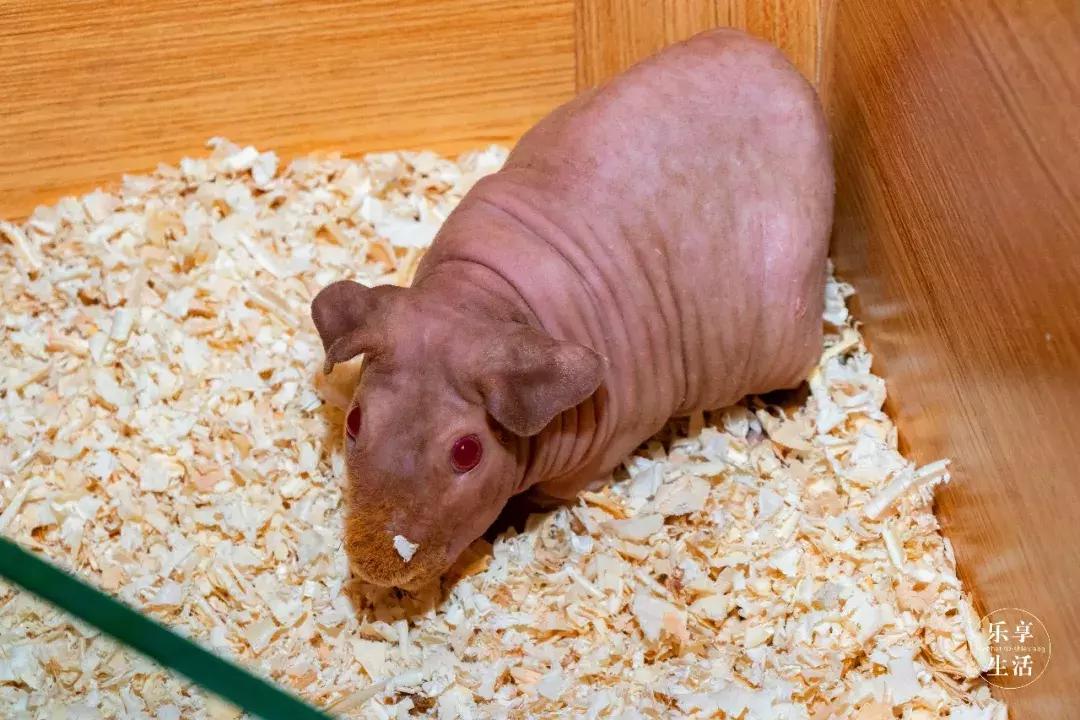 19.9包邮毛绒羊驼,羊驼9.9元秒杀直播