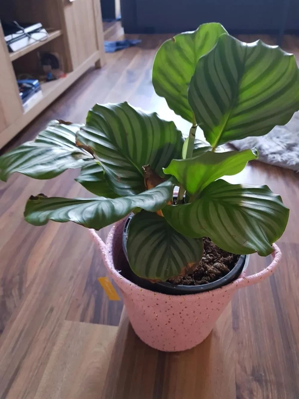 养花常用技巧和方法有哪些,怎么样才能掌握养花的技巧