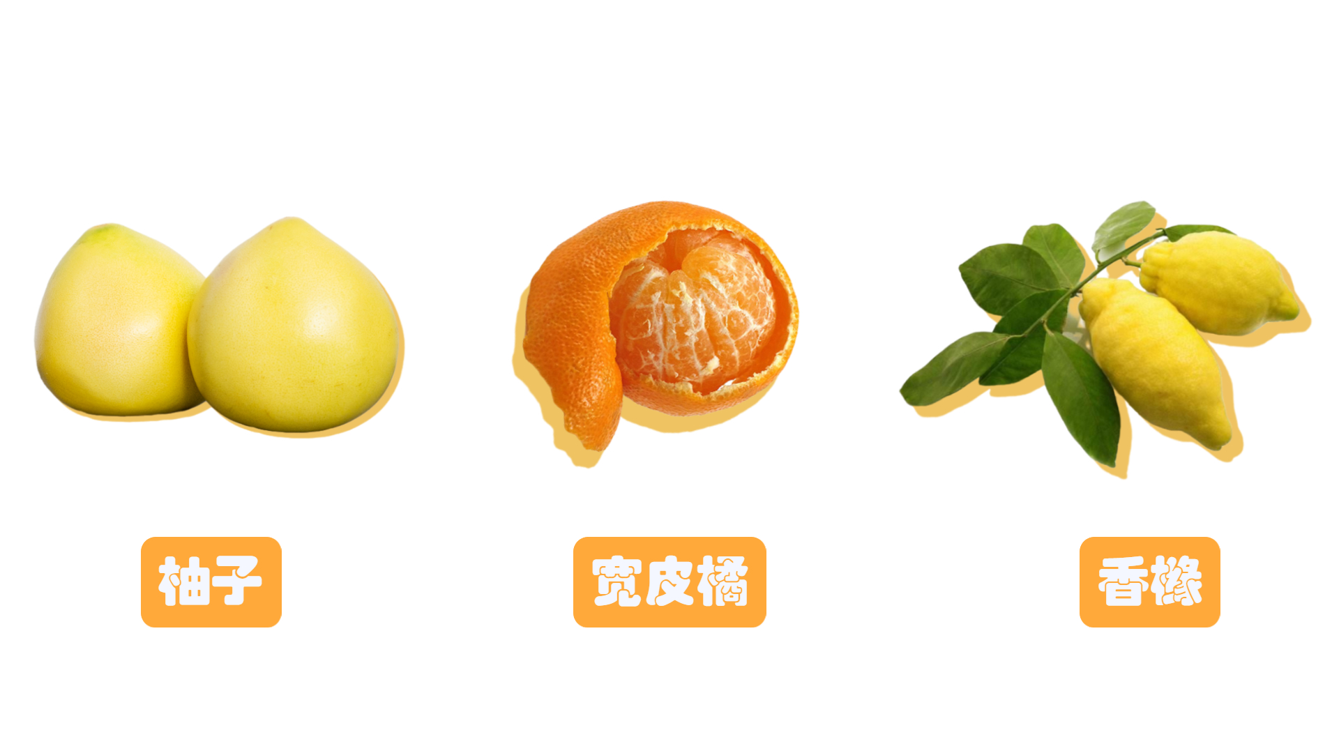 橘子的家族历史,橘子家族历史