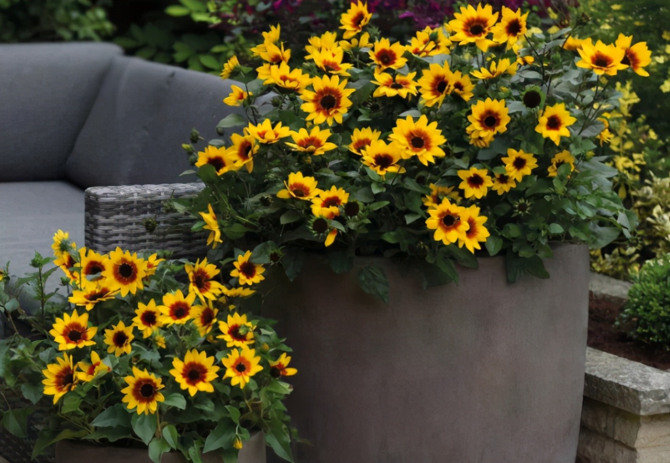 喜欢向日葵就栽一盆它吧！注意3点既能观赏又能吃