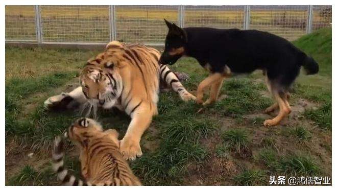 五行相侮,五行相侮的内容