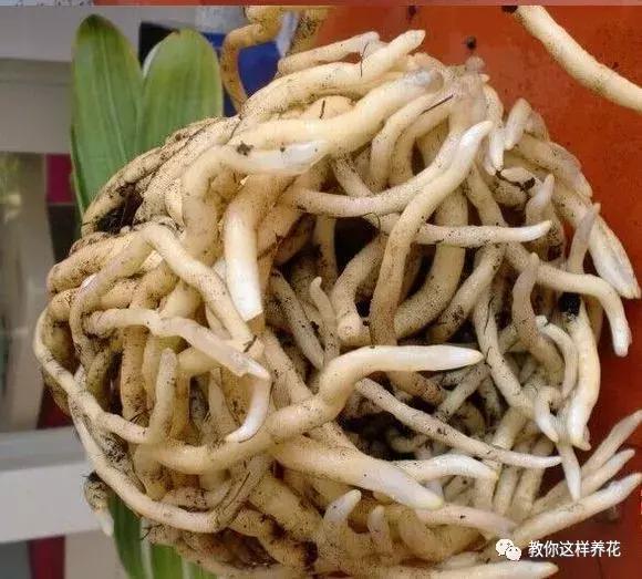 家养绿萝盆里的土越来越少怎么办,土养的绿萝要怎么样才不会黄叶子