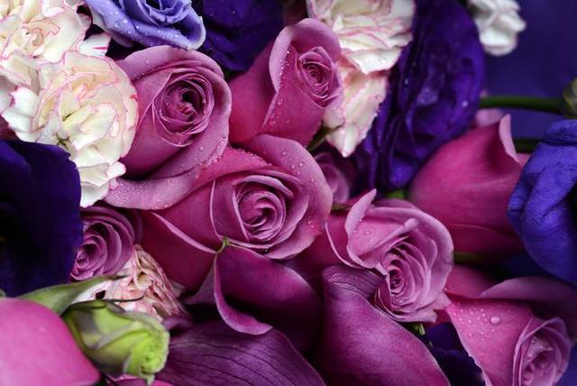 玫瑰美丽与爱情的象征,玫瑰象征爱情的颜色