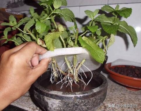 冬季土培铜钱草怎么养才能更旺盛,铜钱草冬季怎么养才能更旺盛