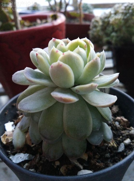 多肉植物树冰怎么养,多肉冰梅度夏注意事项