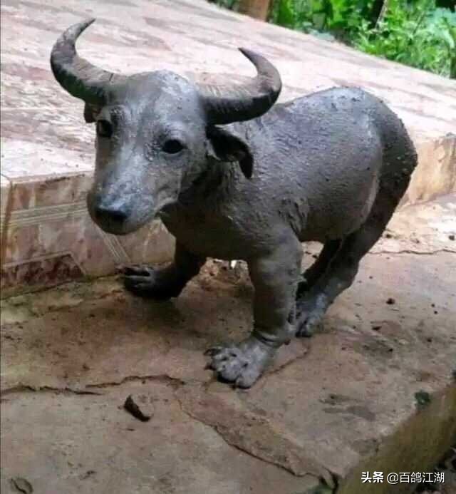 养鸽子是不是骗局,养鸽人买来的教训