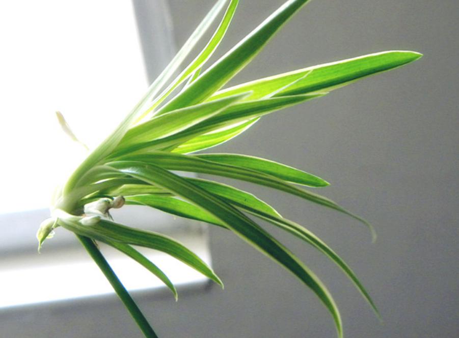 夏季吊兰烂根什么原因,吊兰干尖黄叶怎么办