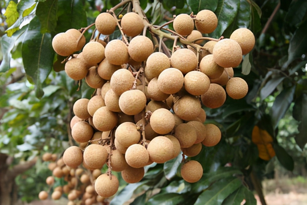 广西特色产品,乡村振兴特色产品广西