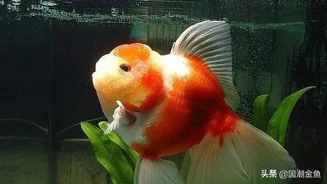 养鱼七律,养鱼七言诗