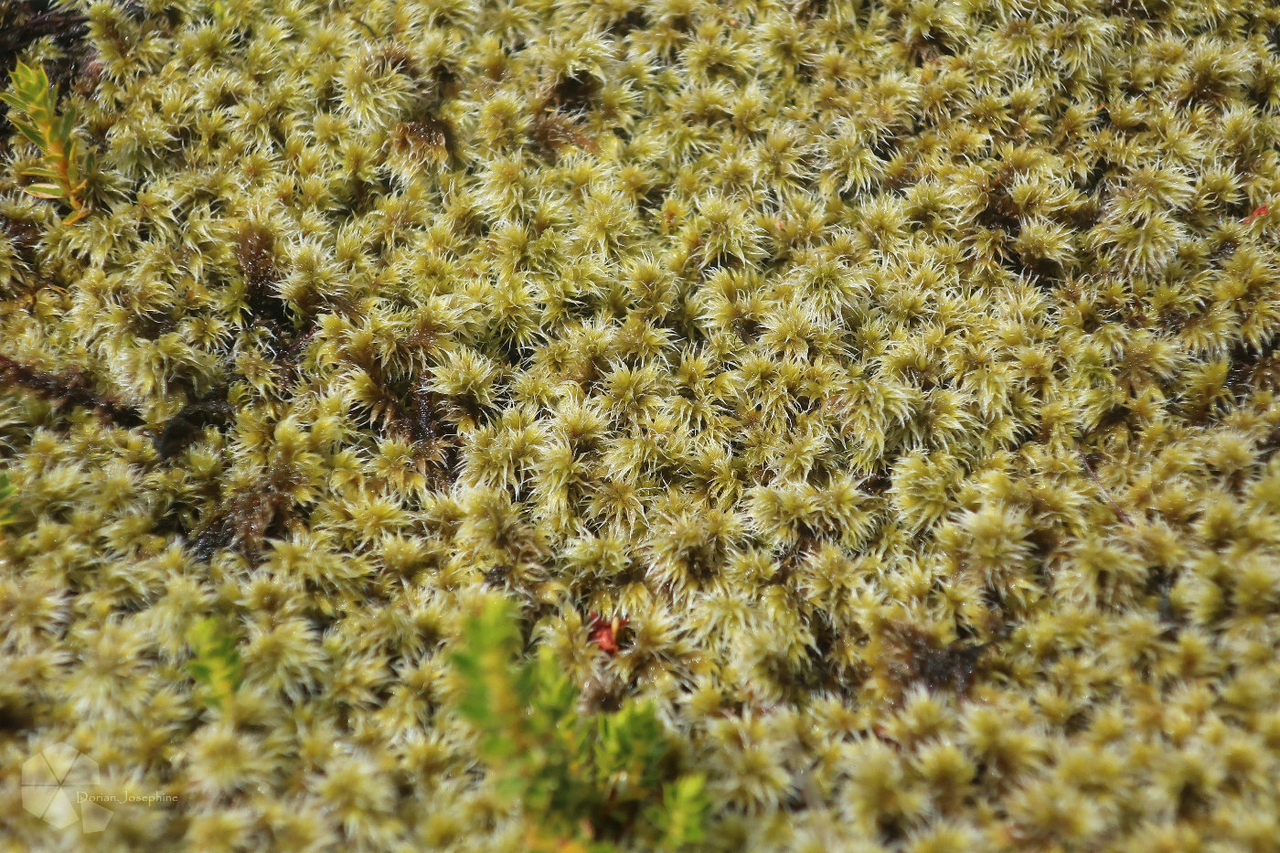 新西兰南岛一日游,新西兰南岛旅游地图