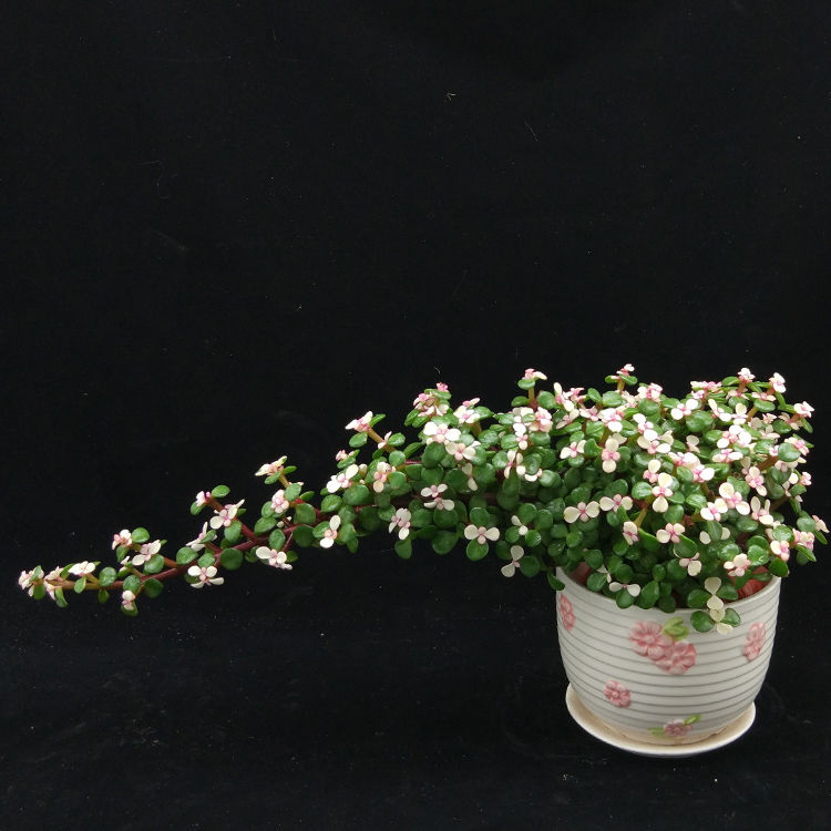 多肉早安图片大全,多肉大全100图