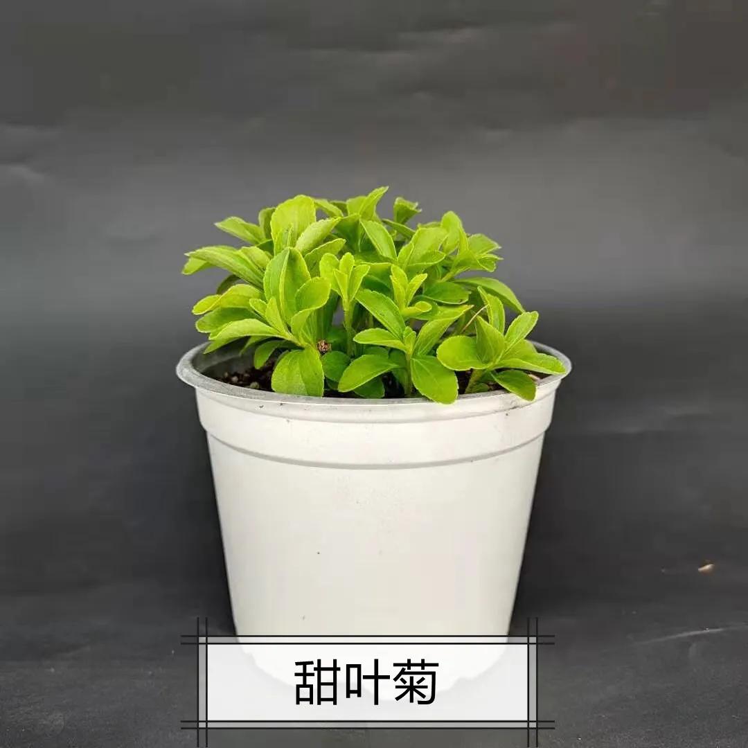 观花草本植物推荐,最具观赏性的观叶植物