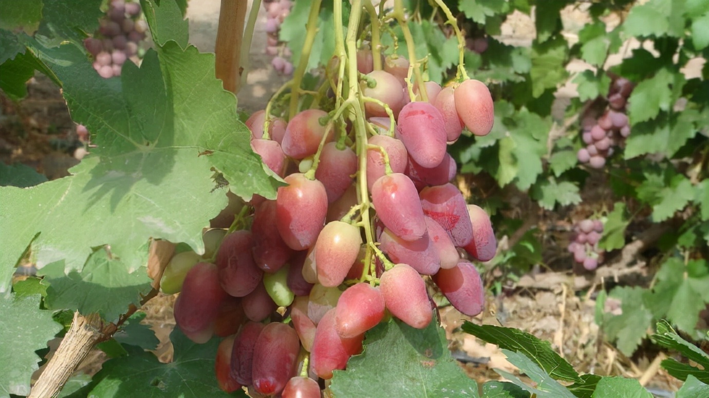 乌鲁木齐哪里的超市有特产,乌鲁木齐特产批发市场