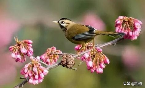 花重锦官城,花重锦官城长安