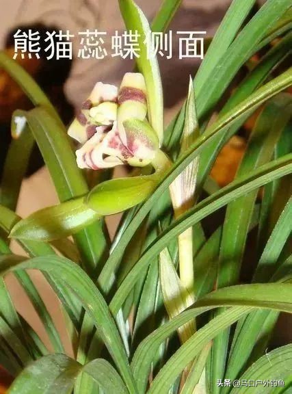 蝴蝶兰花是名贵的吗,中国兰花的鉴赏标准