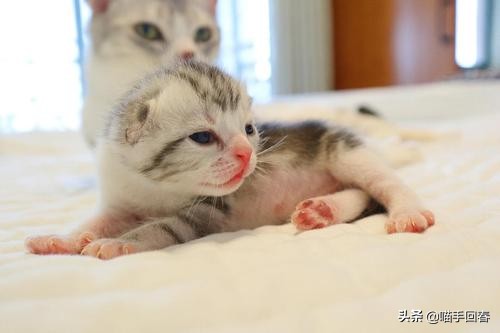 猫难产怎么挽救,猫难产是什么原因造成的