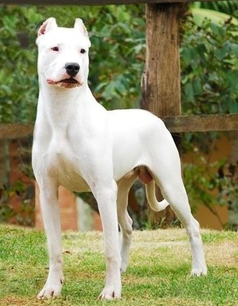 世界上所有的狗品种图片,世界最名贵的狗前十名及其简介