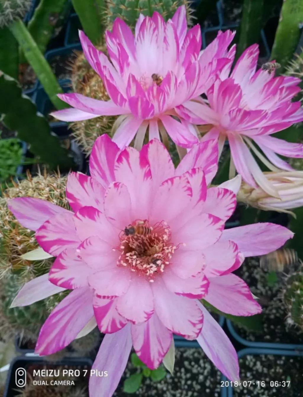 100种仙人球花图片,100种仙人球的品种视频