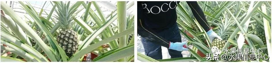 日本农业发达到什么程度？荔枝、香蕉、菠萝竟然用温室来种