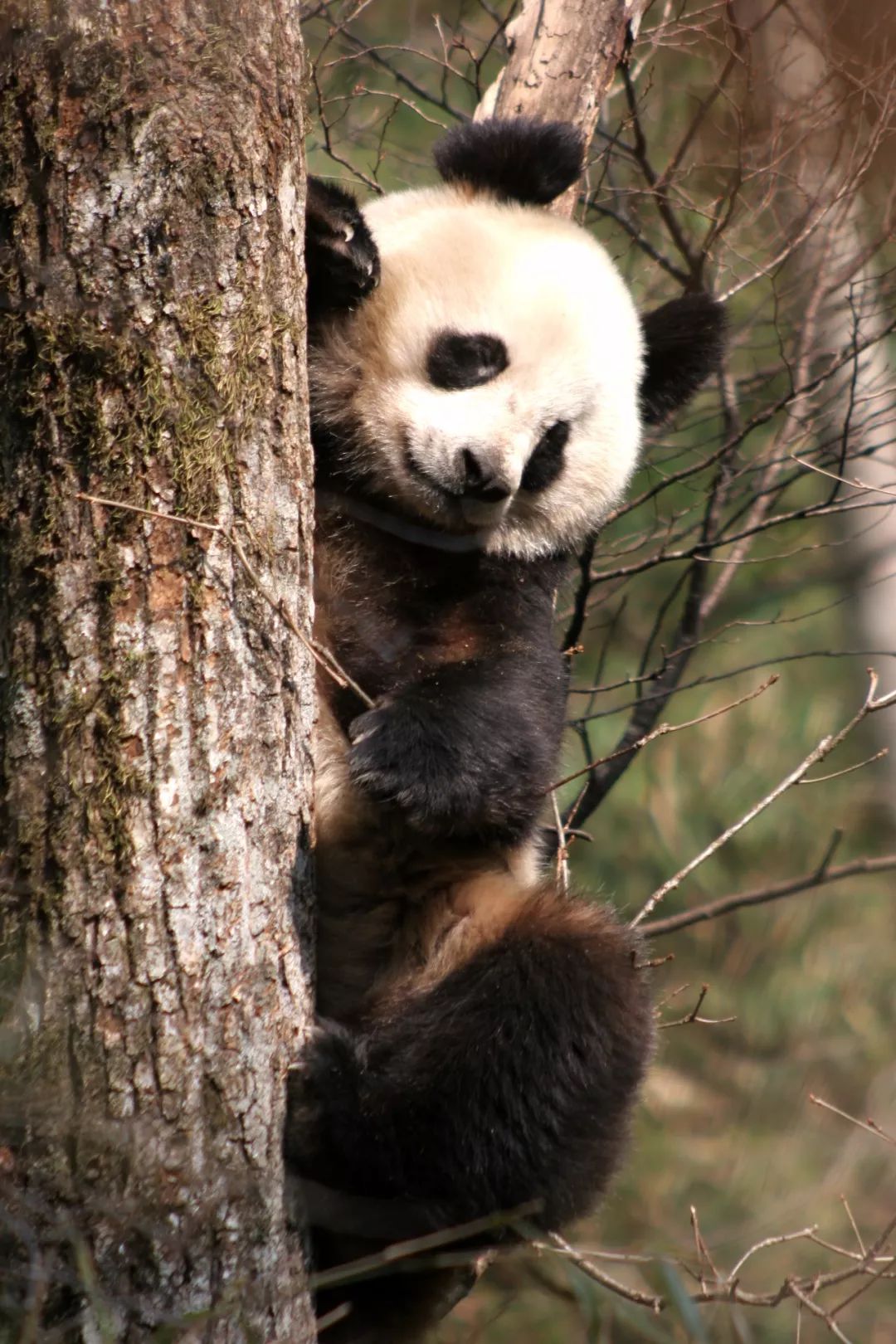 成都市第二批27家“社会企业”公布,守护熊猫村团队再次获认证