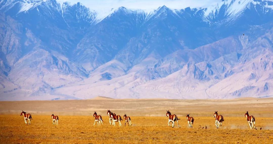 中国快递之快让全世界都惊呆了,中国桥梁为何惊呆了全世界