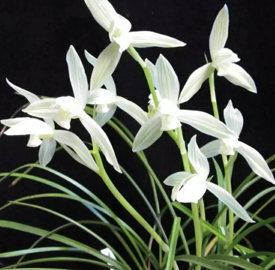 兰馨花怎么养,兰馨花的种植方法