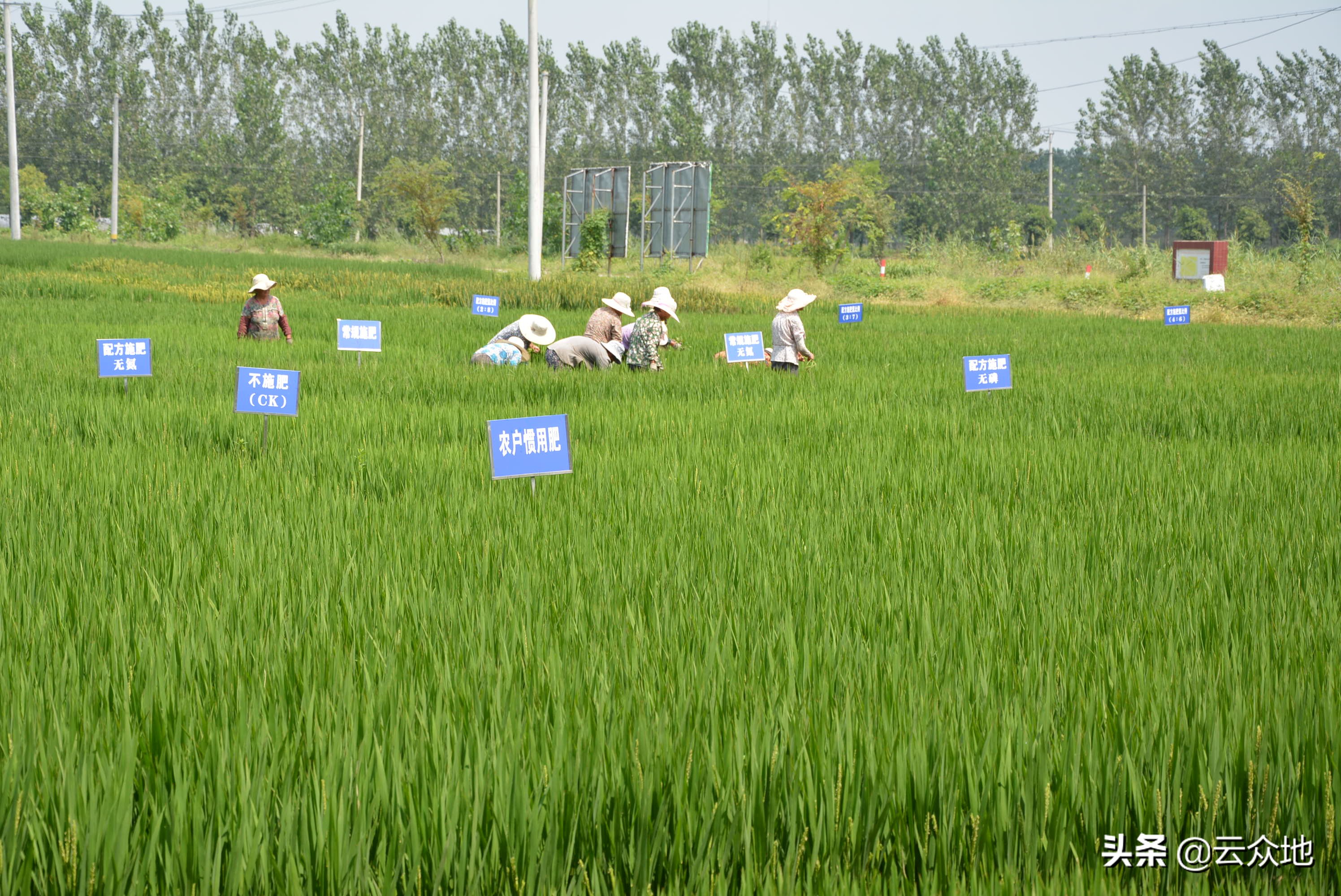 优质稻种标准和要求,种优质稻比较好点