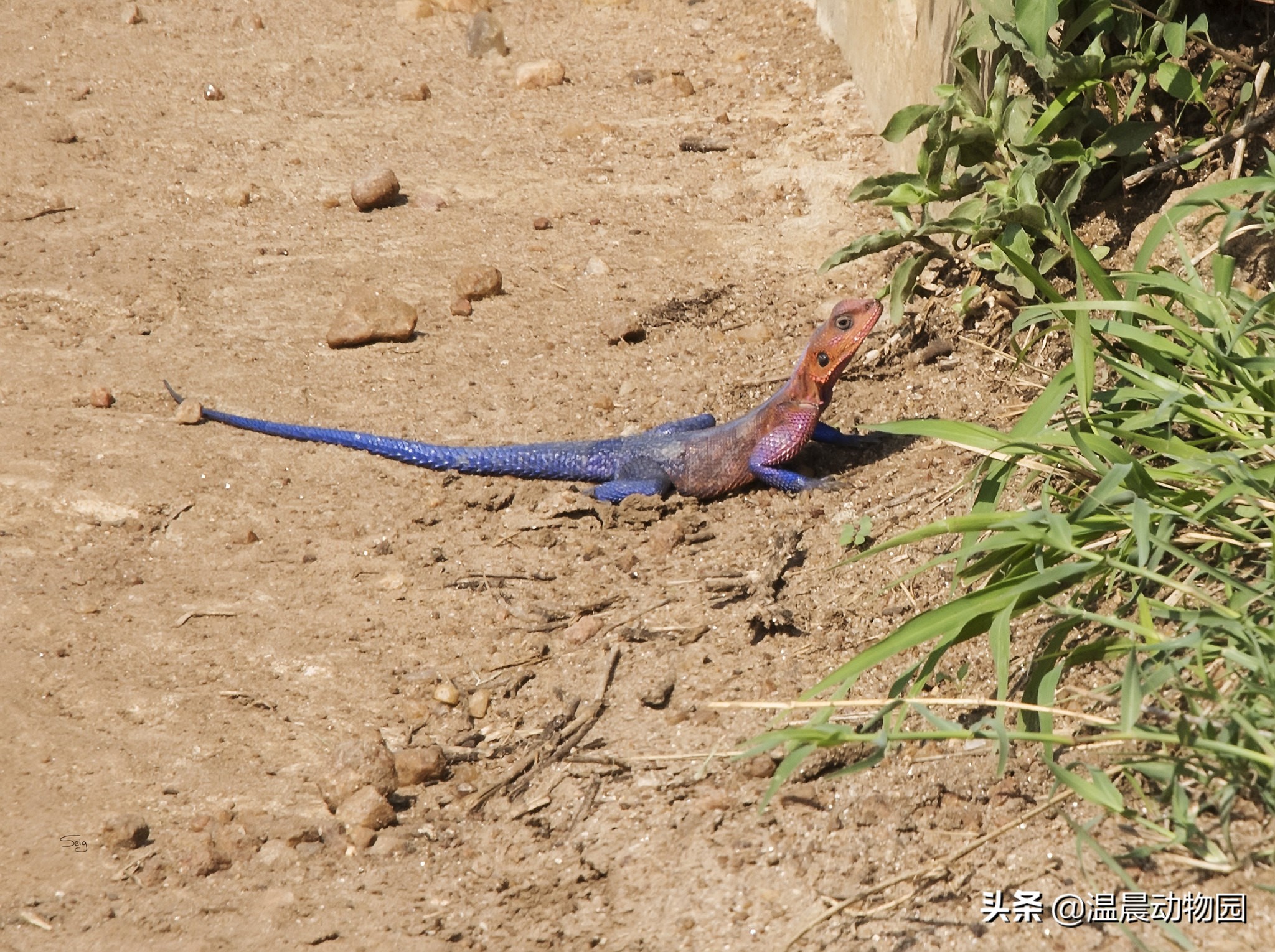 配色酷似蜘蛛侠的姆万扎鬣蜥，别怀疑，这不是修图作品，而是真的