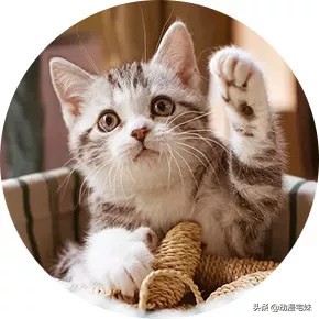 最受欢迎的恋爱漫画男生,盘点那些令你心动的漫画男生