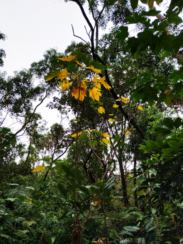 周日跟随珠海户外网板樟山游记