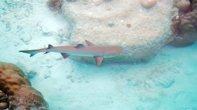 海上香格里拉金町湾,马尔代夫香格里拉隐逸的海岛天堂