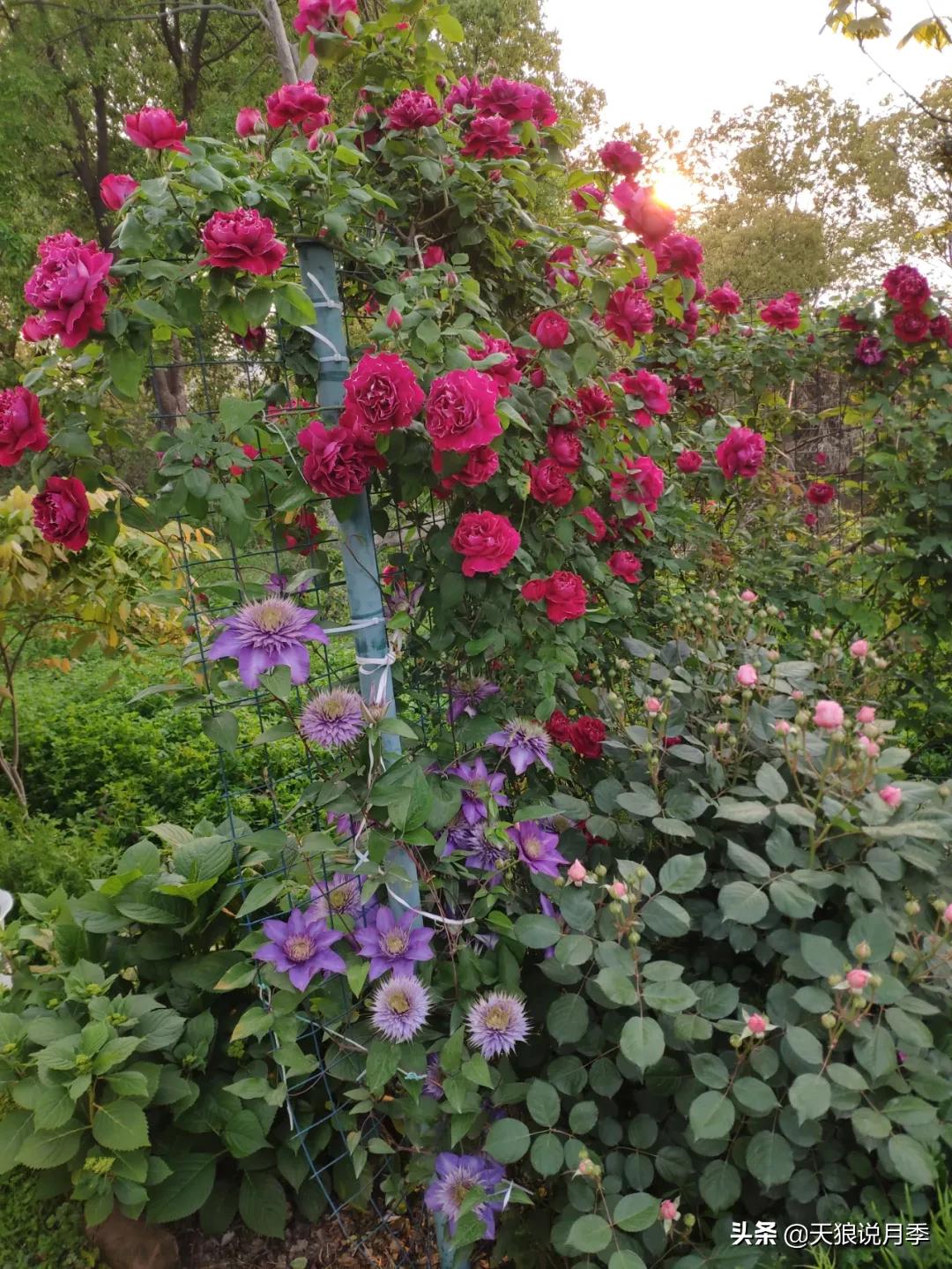 花友家的春花都开爆爆爆了，快来云赏花！（上）