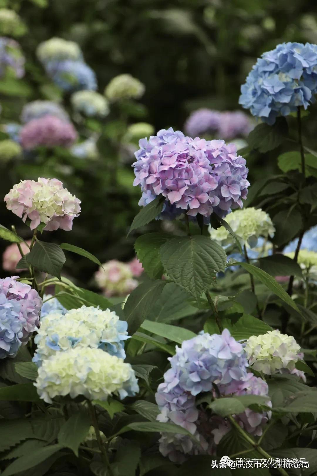 2019年4月武汉赏花攻略,武汉秋季赏花推荐最新