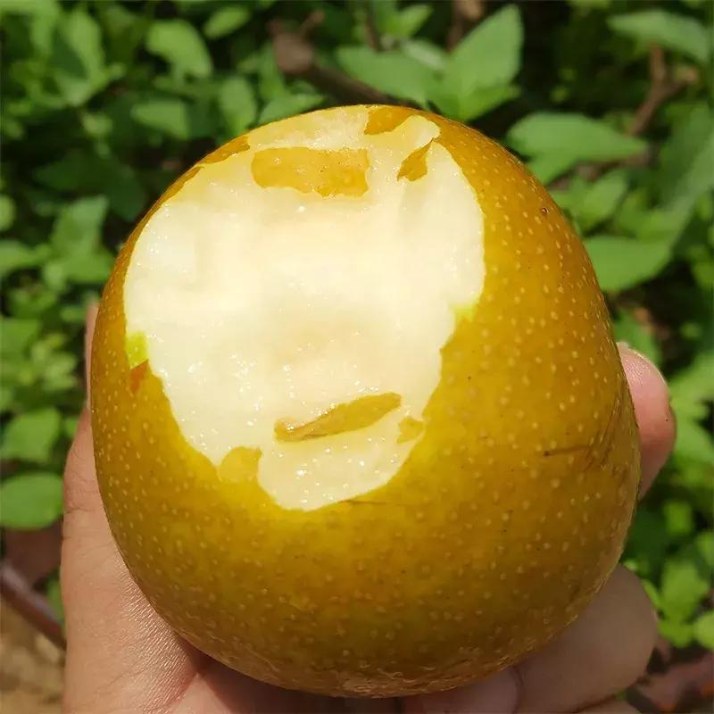 前景最好的梨树品种晚秋黄梨,泌阳晚秋黄梨