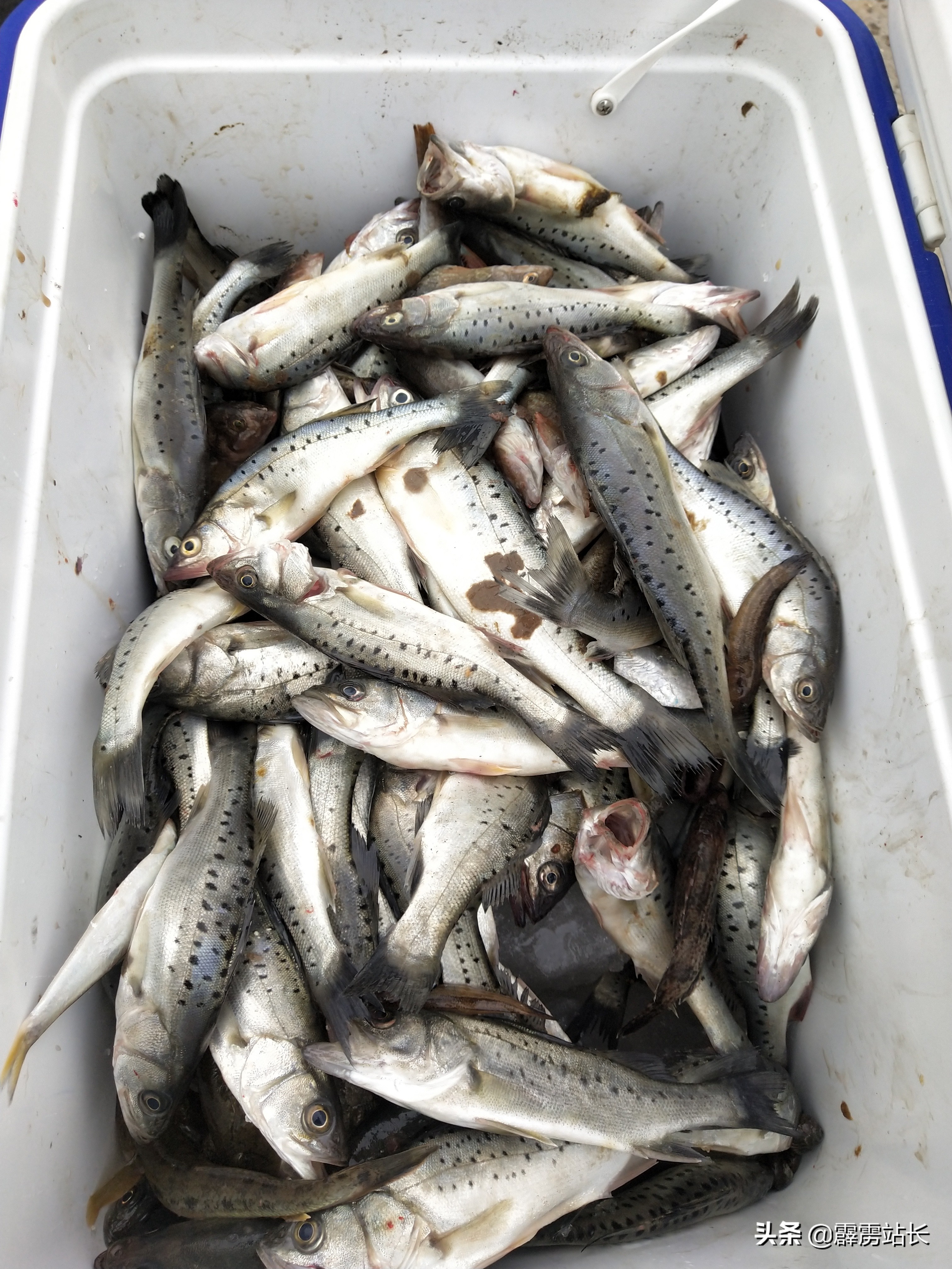 沧州足球训练教学,衡水足球训练营